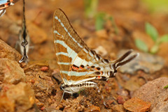 Graphium aristeus