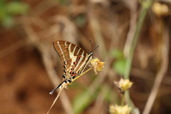 Graphium aristeus