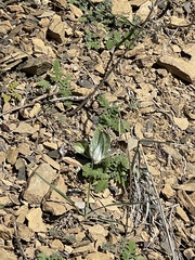 Asclepias californica