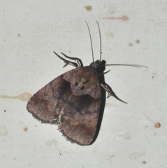 Cretonia forficula