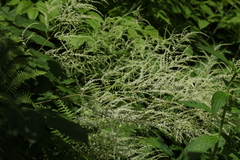 Aruncus sylvester