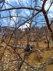 Commiphora leptophloeos