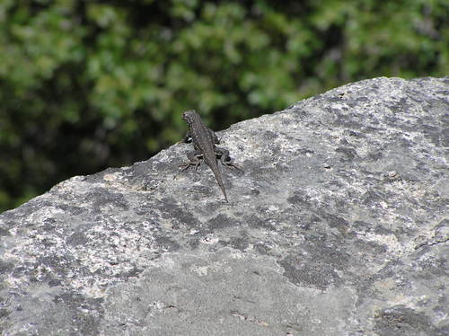 iNaturalist observation photo of Common Sagebrush Lizard