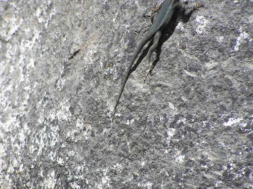 iNaturalist observation photo of Spiny Lizards