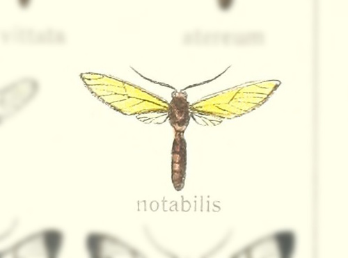 Eumenogaster notabilis