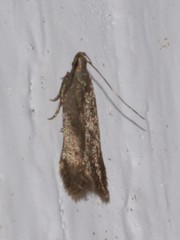 Monochroa absconditella