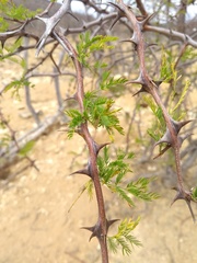 Mimosa ophthalmocentra