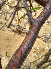 Mimosa ophthalmocentra