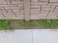 Euphorbia hirta image