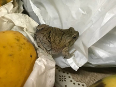 Physalaemus nattereri