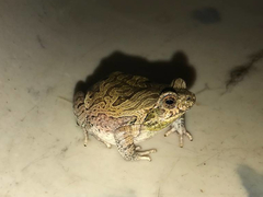 Physalaemus nattereri