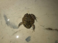 Physalaemus nattereri