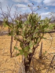 Tacinga palmadora