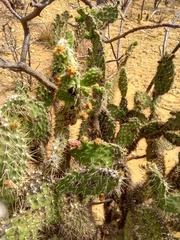 Tacinga palmadora