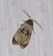 Phalonidia memoranda