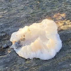 Exidia thuretiana