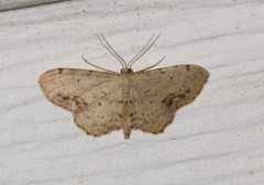 Idaea dimidiata