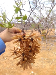 Cordia incognita