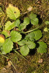 Potentilla sterilis