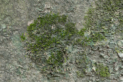 Sematophyllaceae