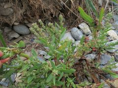 Atriplex patens
