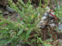 Atriplex patens