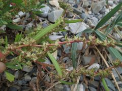 Atriplex patens