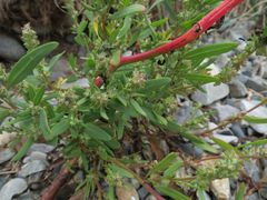 Atriplex patens