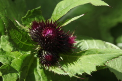 Cirsium sychnosanthum