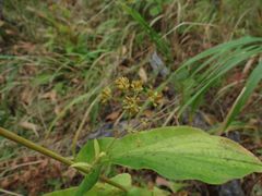 Bupleurum longiradiatum