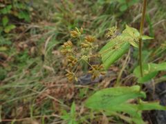 Bupleurum longiradiatum
