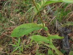 Bupleurum longiradiatum
