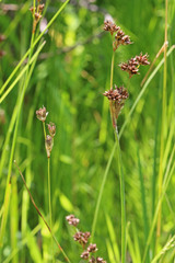 Juncus longistylis