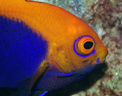 Centropyge acanthops