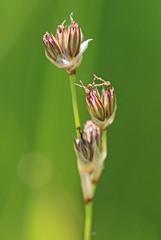 Juncus longistylis