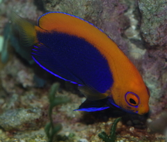 Centropyge acanthops