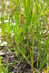 Juncus longistylis
