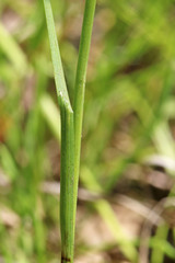 Juncus longistylis