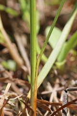Juncus longistylis