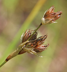 Juncus longistylis
