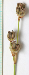 Juncus longistylis
