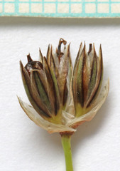 Juncus longistylis