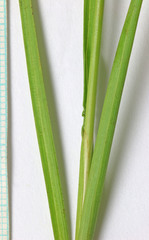Juncus longistylis