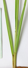 Juncus longistylis