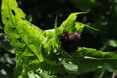Cirsium sychnosanthum