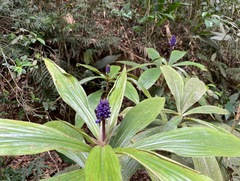 Dichorisandra thyrsiflora