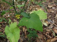 Lactuca triangulata