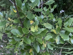 Pterocelastrus tricuspidatus