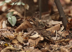 Acanthosaura crucigera