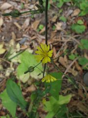 Lactuca triangulata
